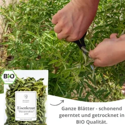 Französisches Eisenkraut