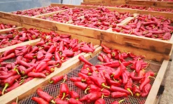 Piment d' Espelette AOP original BIO