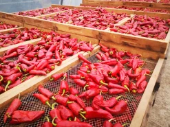 Piment d' Espelette AOP original Darguy